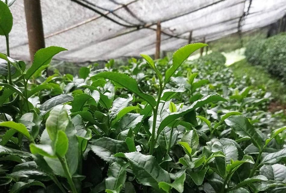 ชาพันธุ์ใหม่สะเทือนวงการ กวก.เชียงใหม่ 1