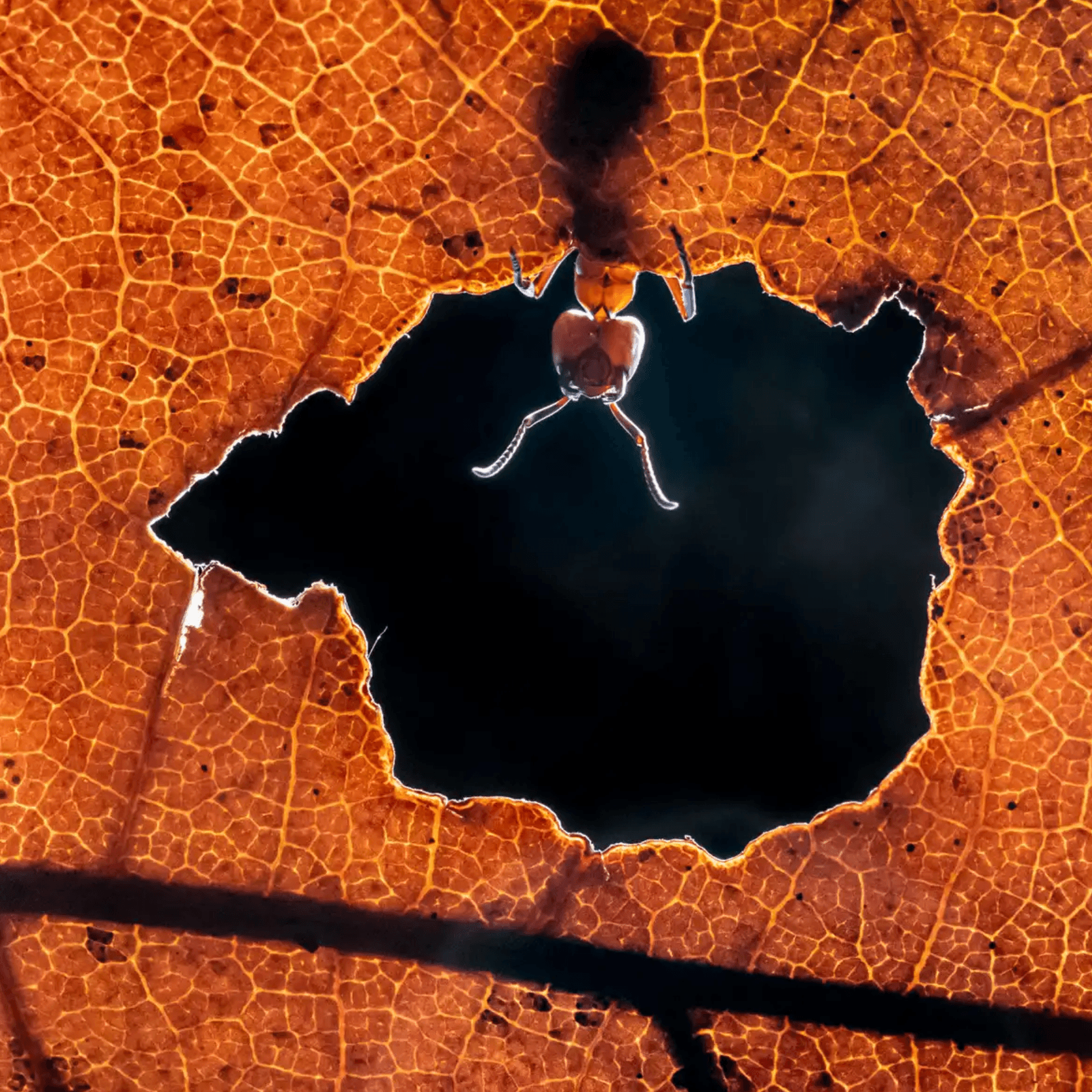 PIC_001_c0bcc230b5.png