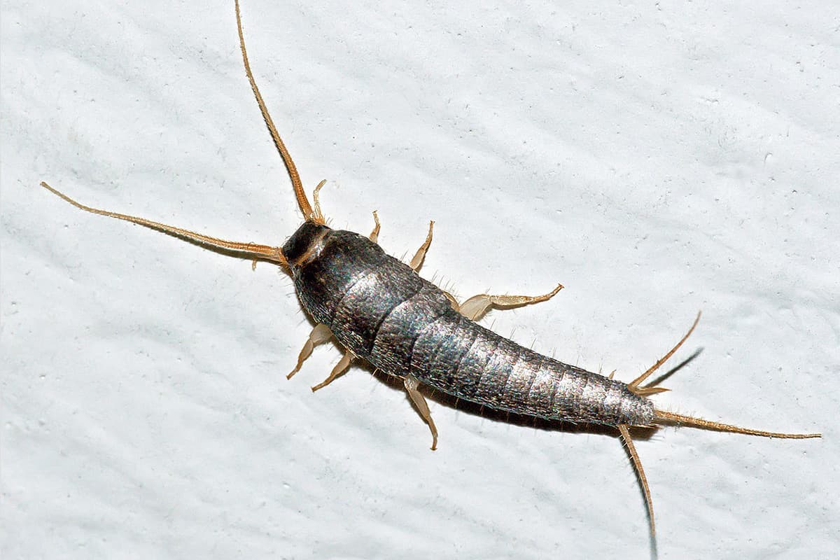 Real_Book_Worm_SPACEBAR_Photo04_3bae01c9b8.jpg