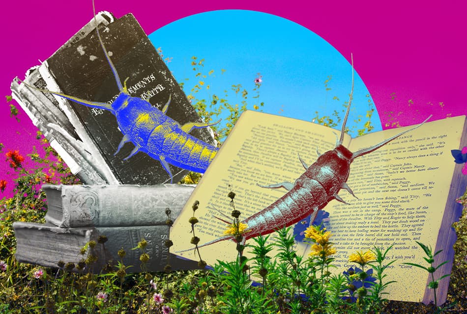 Real_Book_Worm_SPACEBAR_Thumbnail_7c690f2e5b.jpg