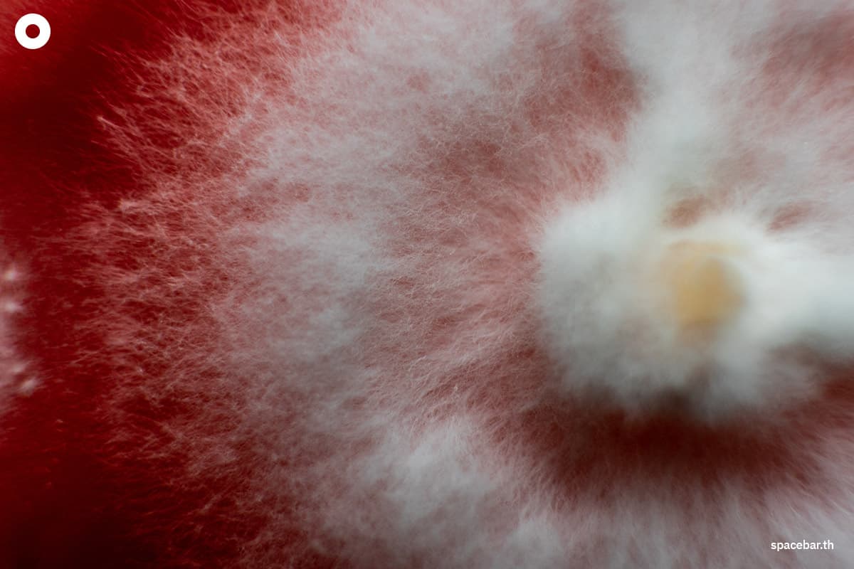 deadly-fungus-may-spread-as-the-planet-warms-SPACEBAR-Photo02.jpg