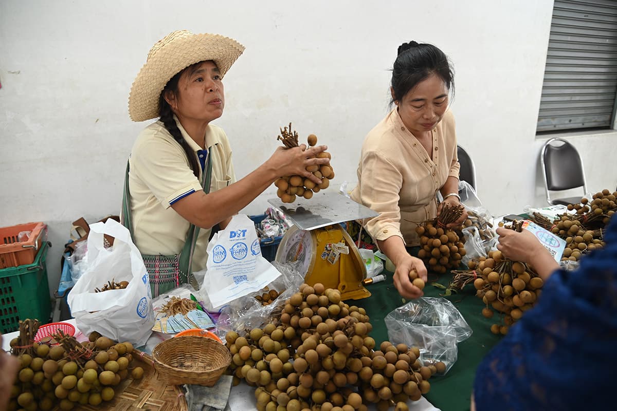 dit-longan-farmers-lamphun-chiang-rai-direct-sellers-10000-kg-SPACEBAR-Photo05.jpg