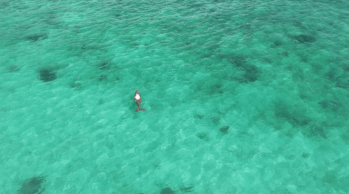 dugong_is_malnourished_seagrass_crisis_SPACEBAR_Photo01_ddb5ba3361.png