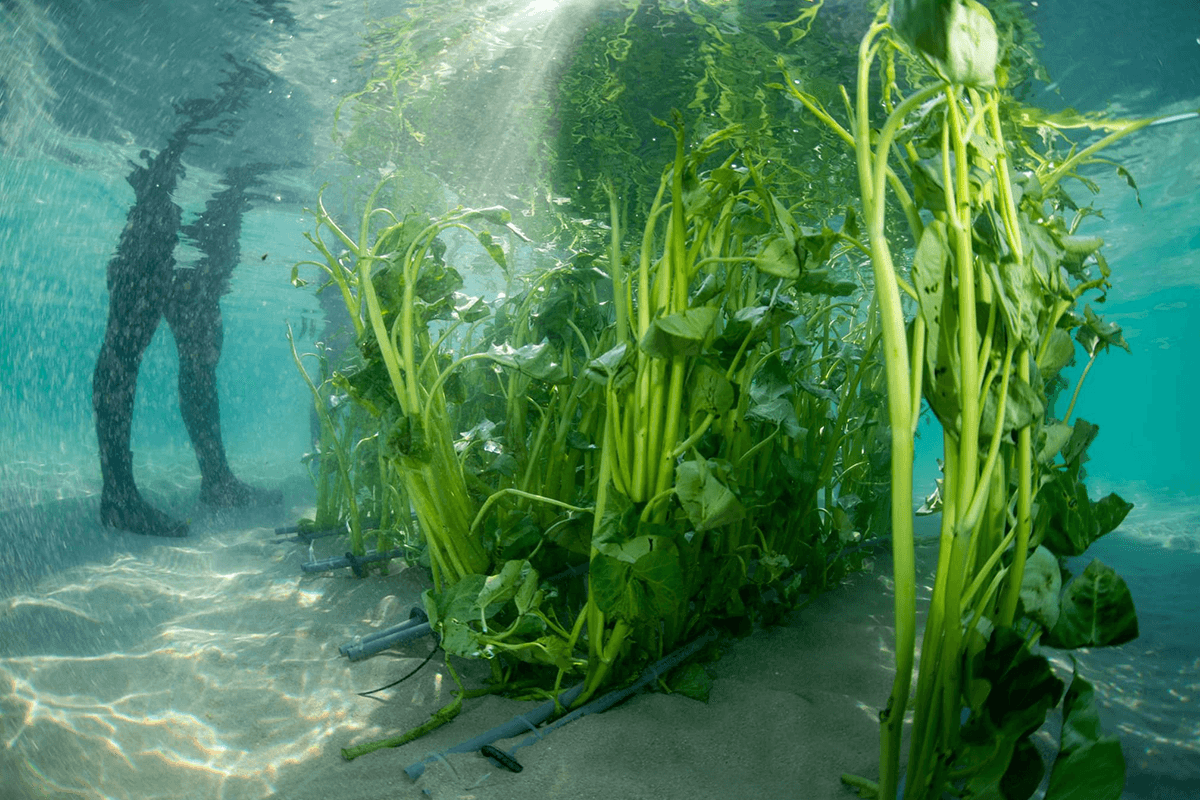 dugong_is_malnourished_seagrass_crisis_SPACEBAR_Photo02_18bbba4b8f.png