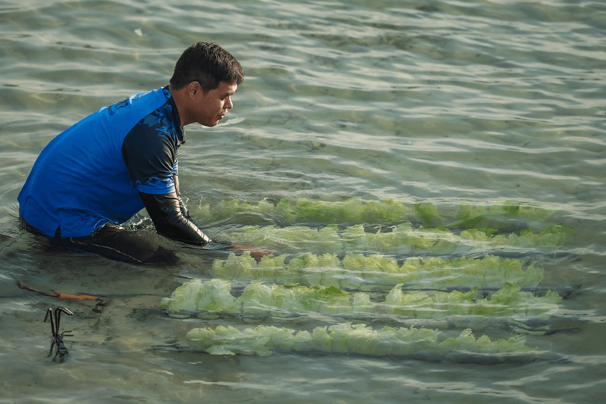dugong_is_malnourished_seagrass_crisis_SPACEBAR_Photo03_b2b16172cc.png