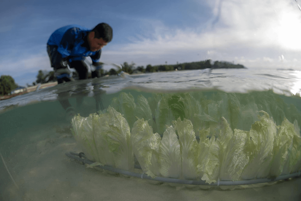 dugong_is_malnourished_seagrass_crisis_SPACEBAR_Photo04_515e8a8e82.png