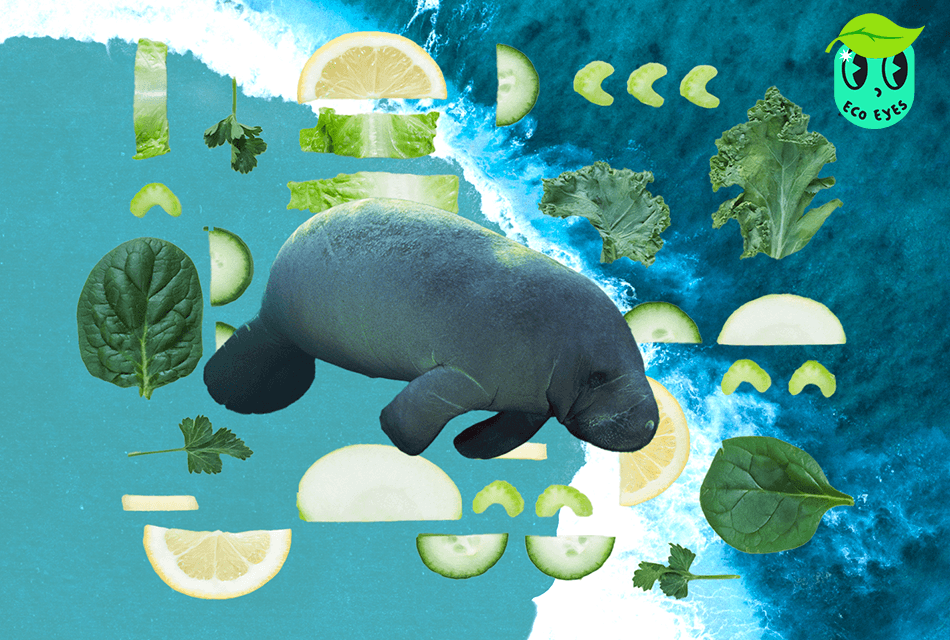 dugong_is_malnourished_seagrass_crisis_SPACEBAR_Thumbnail_2dec4ac198.png