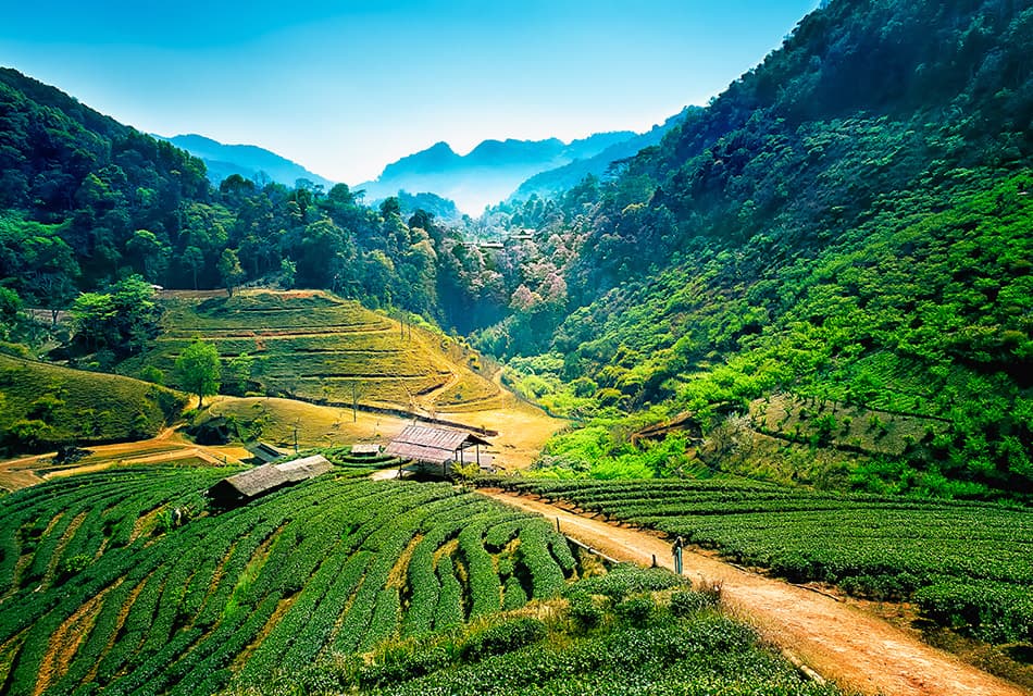 เปิดตัวเลข GDP เกษตรไตรมาส2 ผลผลิตพืชสำคัญเกษตรพุ่ง
