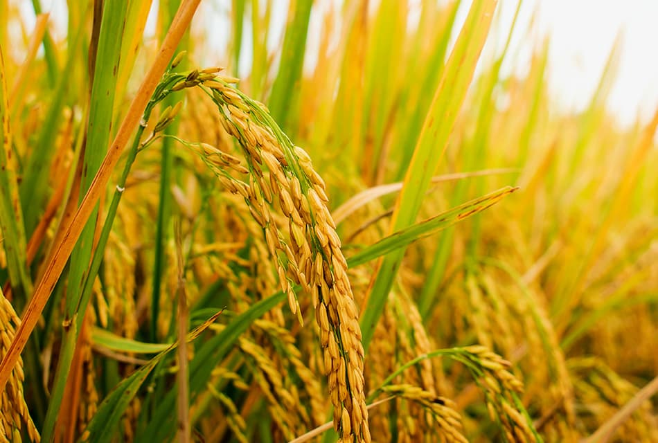 เกษตรฯ เปิดจุดรวบรวมข้าวทั่วประเทศ หนุนสหกรณ์พยุงราคา