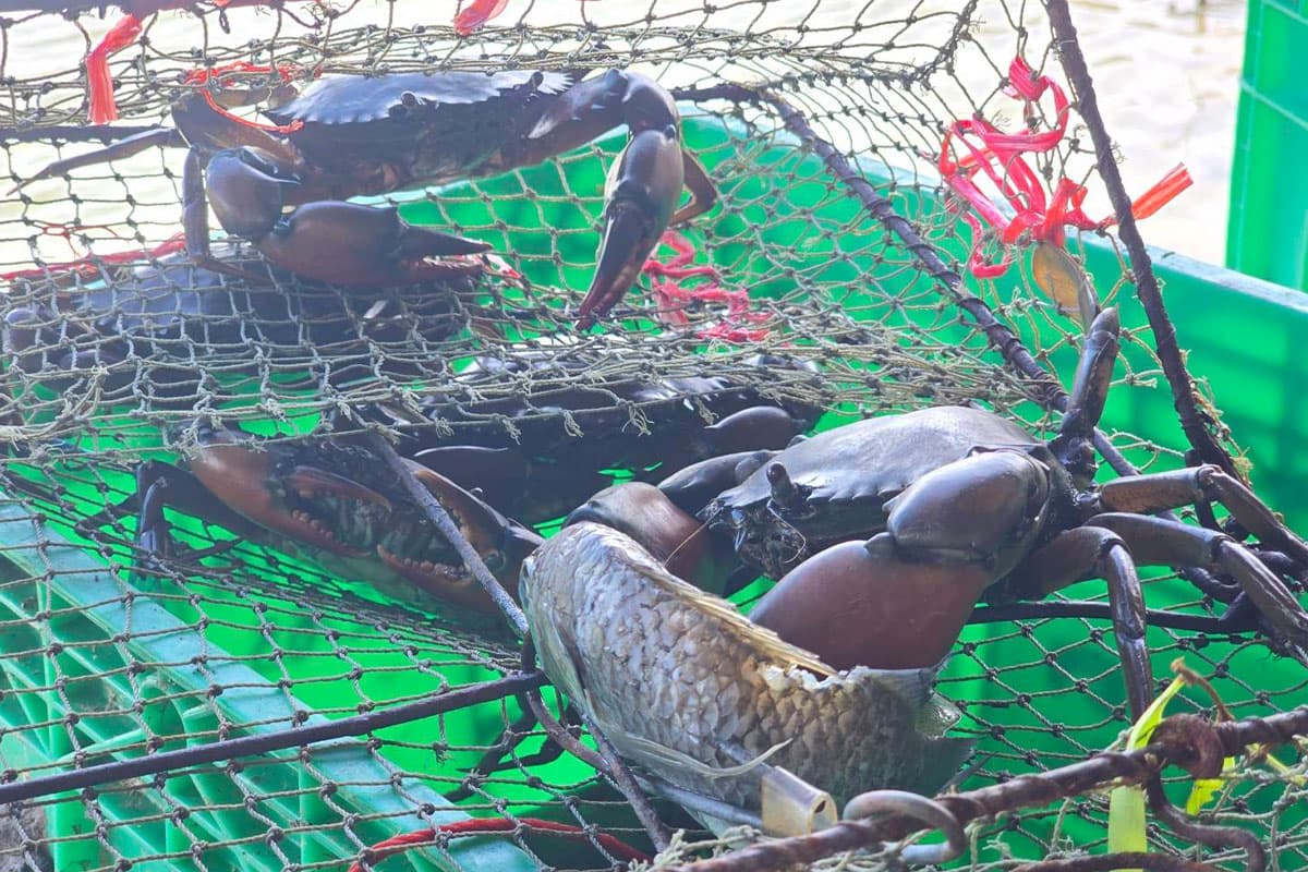 economic-business-thai-raising-sea-crabs-shrimp-SPACEBAR-Photo03.jpg
