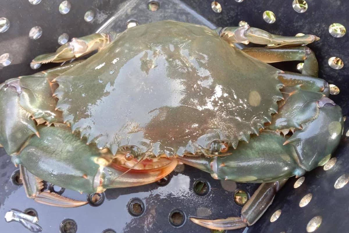 economic-business-thai-raising-sea-crabs-shrimp-SPACEBAR-Photo04.jpg