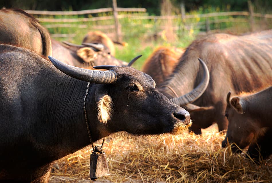 ชายแดนเดือด เร่งอพยพสัตว์เลี้ยง 6 จว.นับล้านตัว