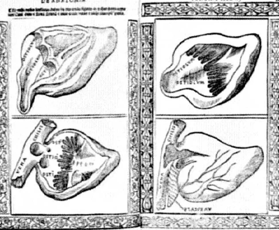 history_of_heart_shape_repost_SPACEBAR_Photo02_f904eb1ba7.jpg