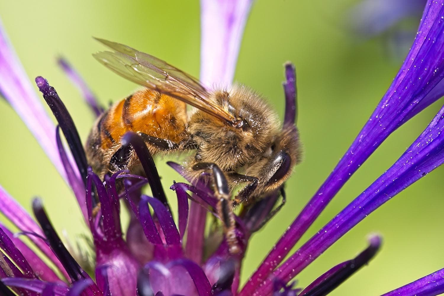honeybees_can_smell_lung_cancer_SPACEBAR_Hero_57bd928024.jpg