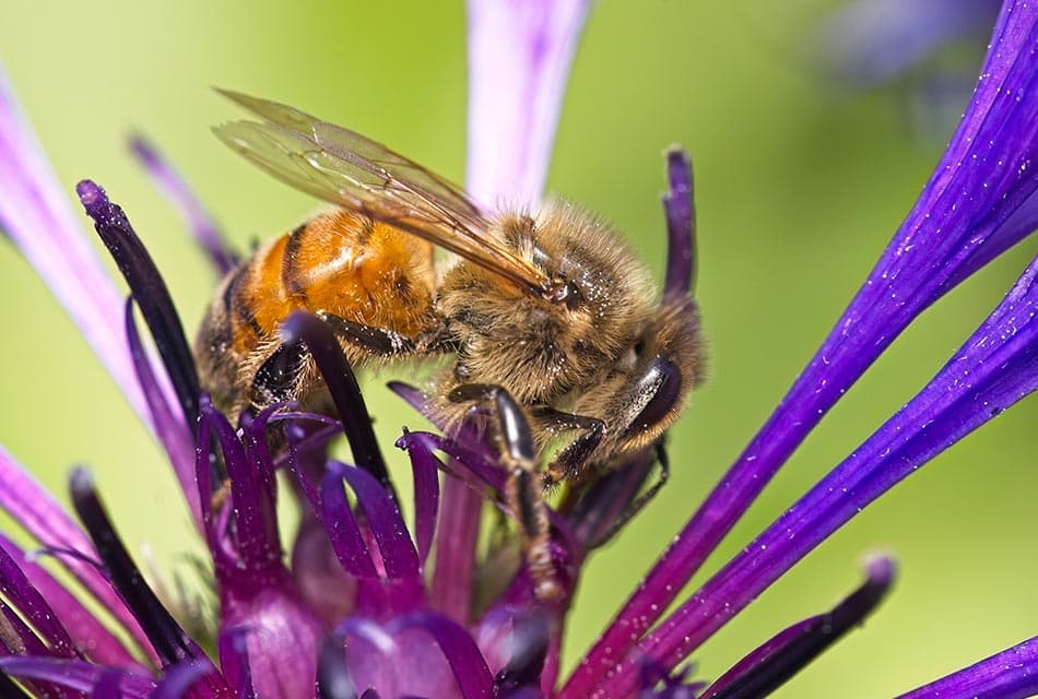 honeybees_can_smell_lung_cancer_SPACEBAR_Thumbnail_e80dcfa592.jpg