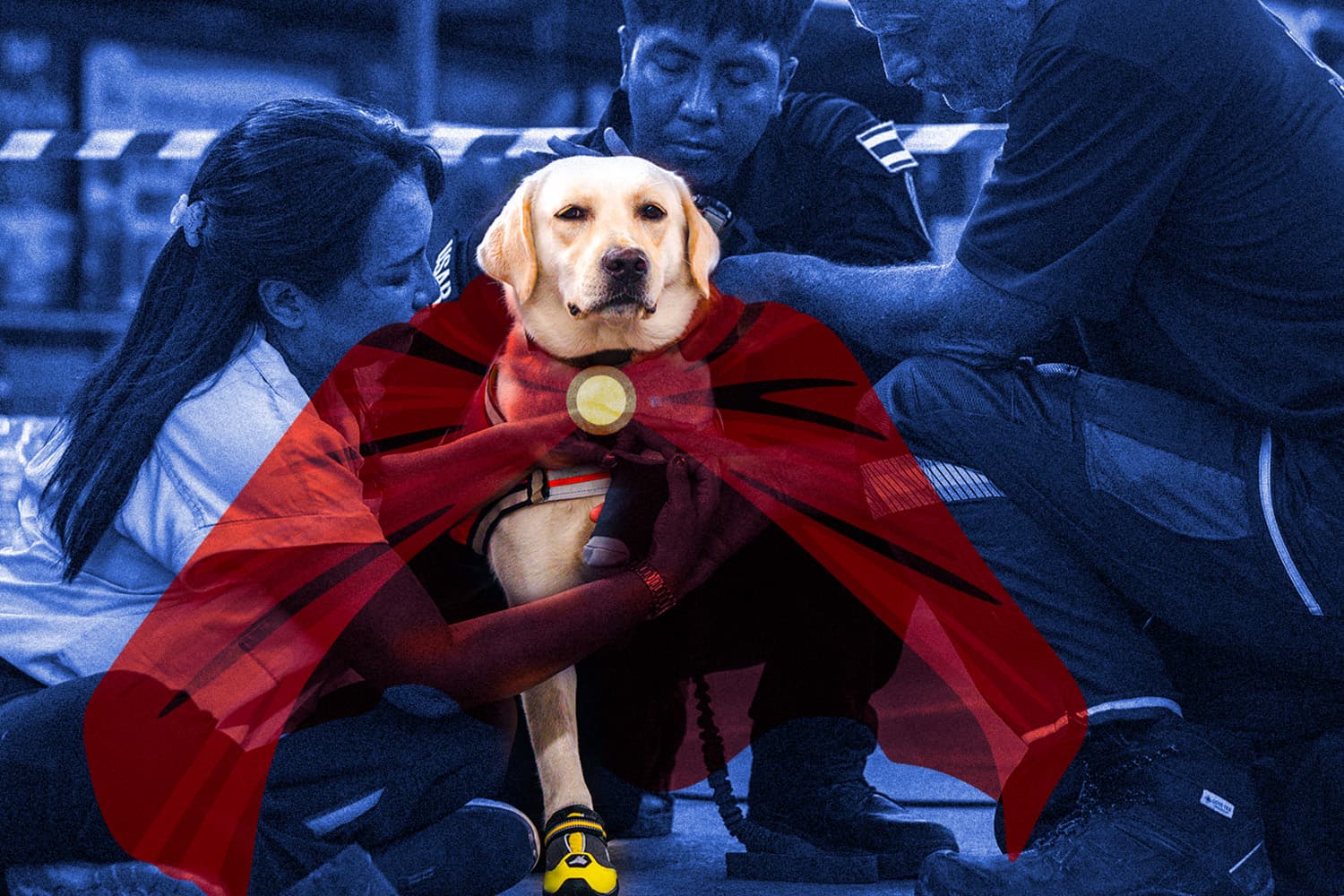 how_k9_train_become_rescue_dog_SPACEBAR_Hero_79bfa275db.jpg