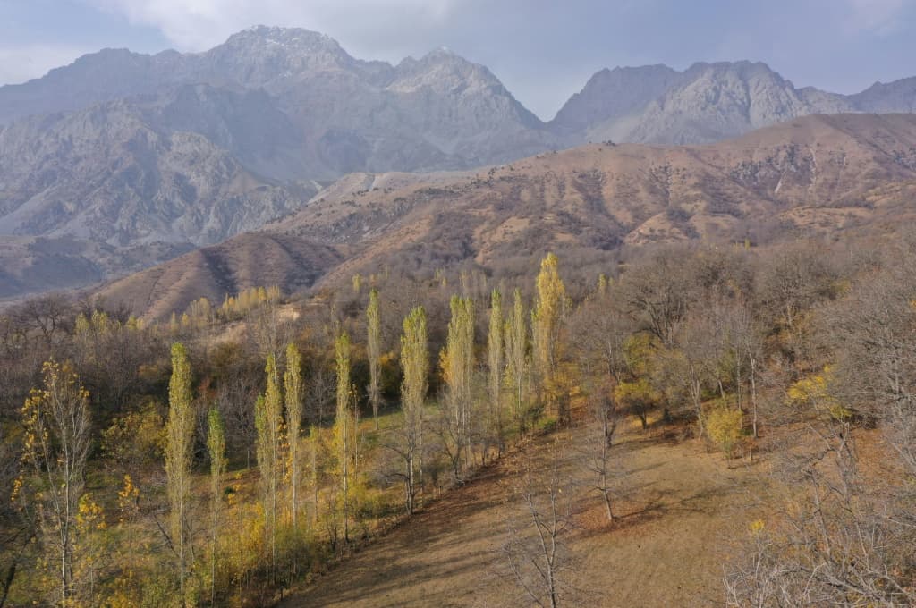 Walnuts are both an economic staple and a symbol of Kyrgyzstan's Jalal-Abad region