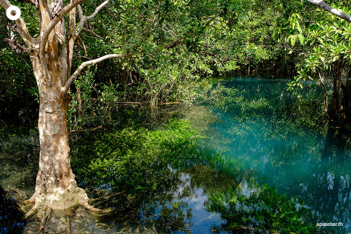 mangroves-blue-carbon-for-net-zero-future-SPACEBAR-Photo01.jpg