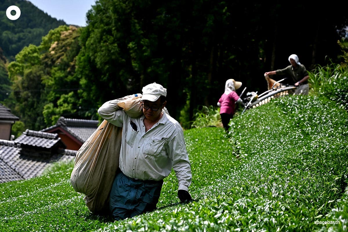 matcha_shortage_in_japan_felt_globally_SPACEBAR_Photo02_4b766f5e97.jpg