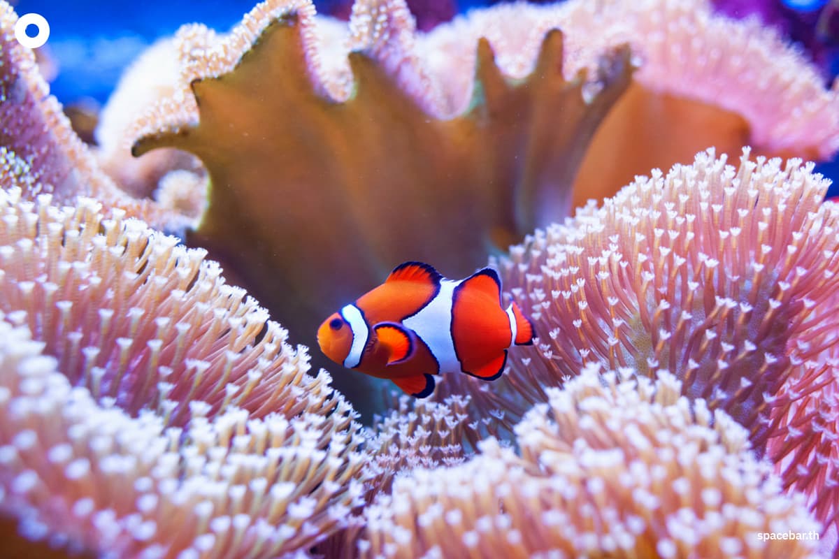 nemo-shrinks-as-oceans-heat-up-SPACEBAR-Photo02.jpg