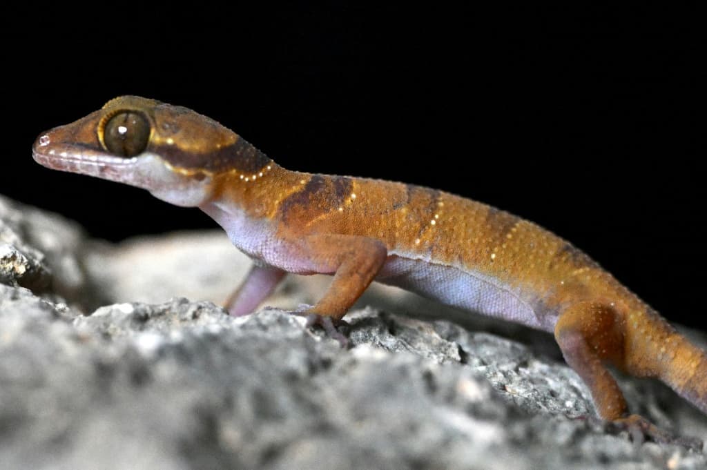 new-gecko-species-cambodia-karst-cement-threat-2.jpeg