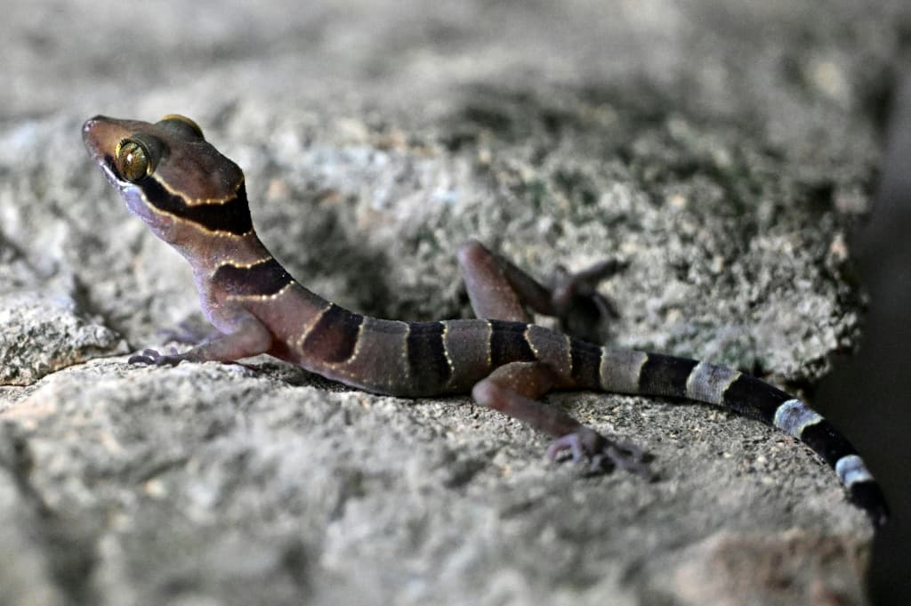 new-gecko-species-cambodia-karst-cement-threat-4.jpeg
