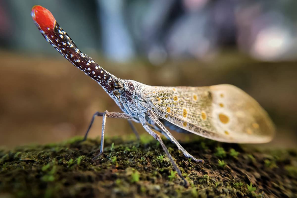 ภาพจักจั่นงวงแดง โดย Jome Pithoon