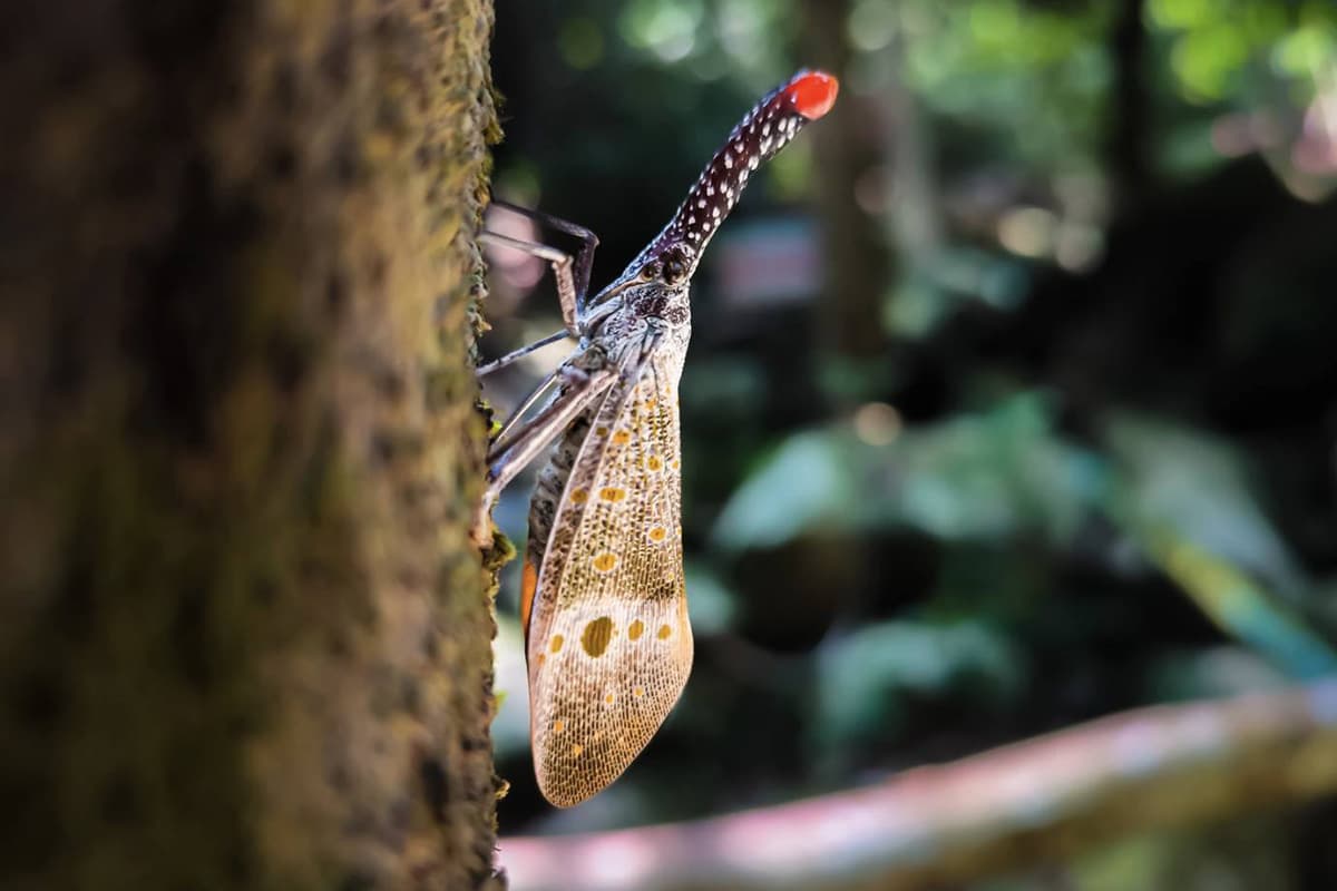 ภาพจักจั่นงวงแดง โดย Jome Pithoon