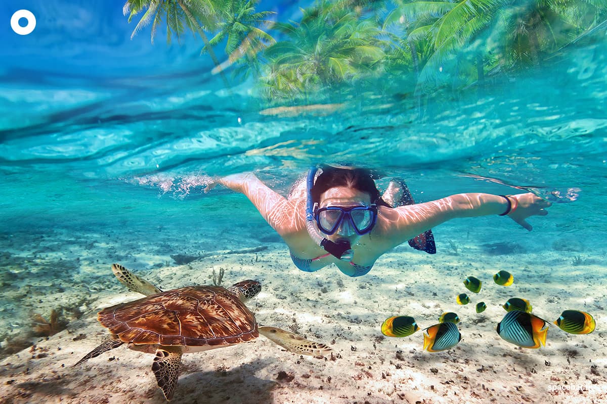 เกาะเต่า จังหวัดสุราษฎร์ธานี อันดับ 9 ชายหาดสวยที่สุดในโลก จุดหมายในการดำน้ำและการดำน้ำตื้น (Snorkeling) ของคันรักปะการัง