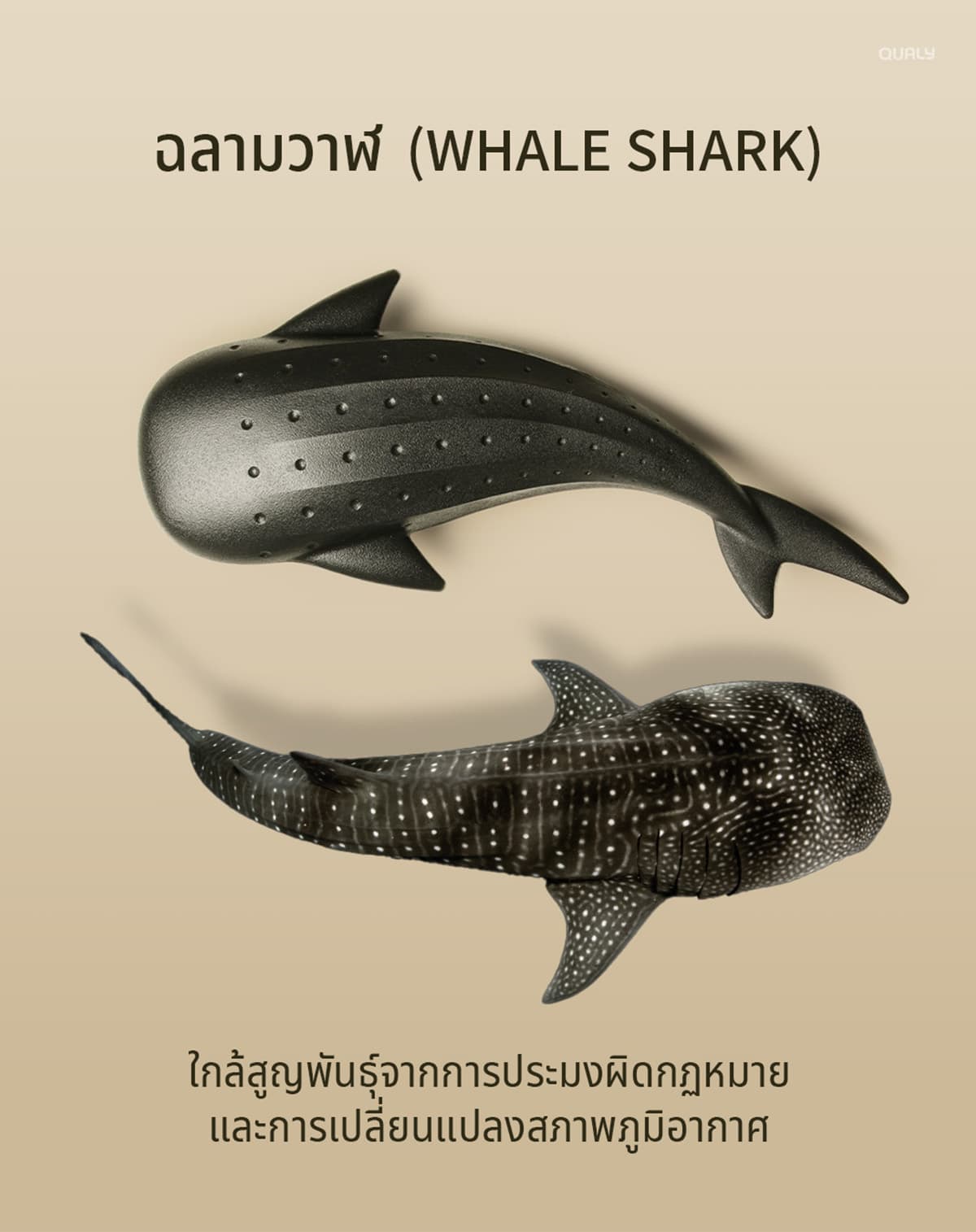 sustainability-qualy-designs-8-endangered-animals-SPACEBAR-Photo01.jpg