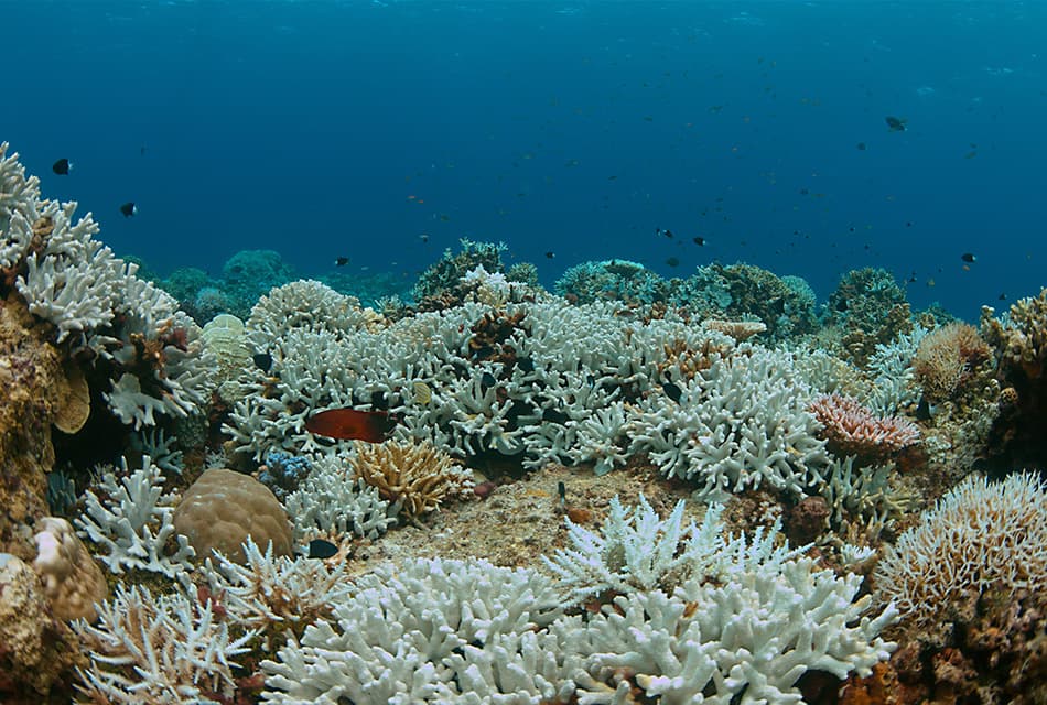 Coral_reef_around_the_world_bleaching_could_become_worst_SPACEBAR_Thumbnail_b1e9e126a9.jpg