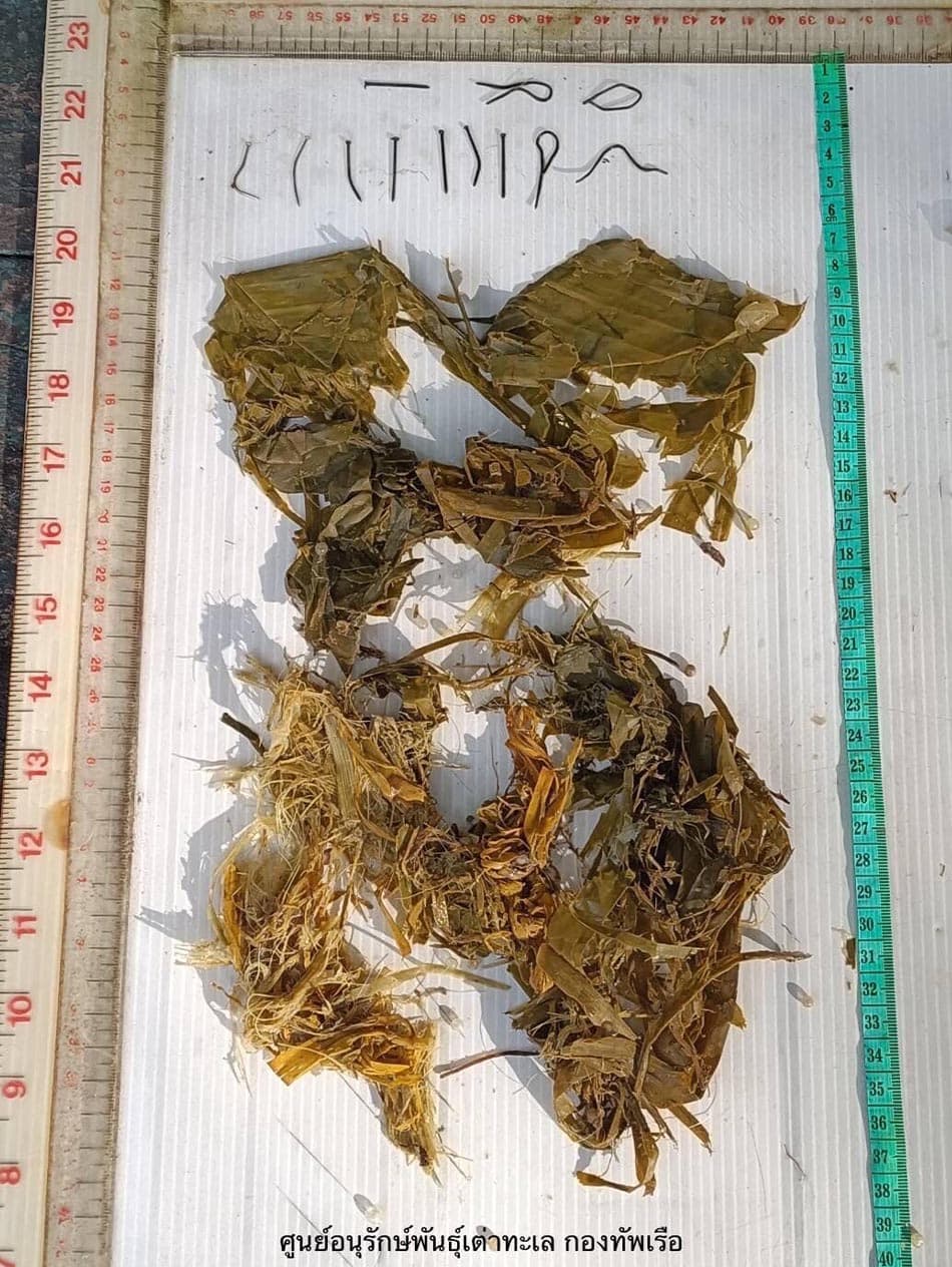 Environment_marine_debris_killed_sea_turtles_in_Thailand_SPACEBAR_Photo02_732eec1e2d.jpeg