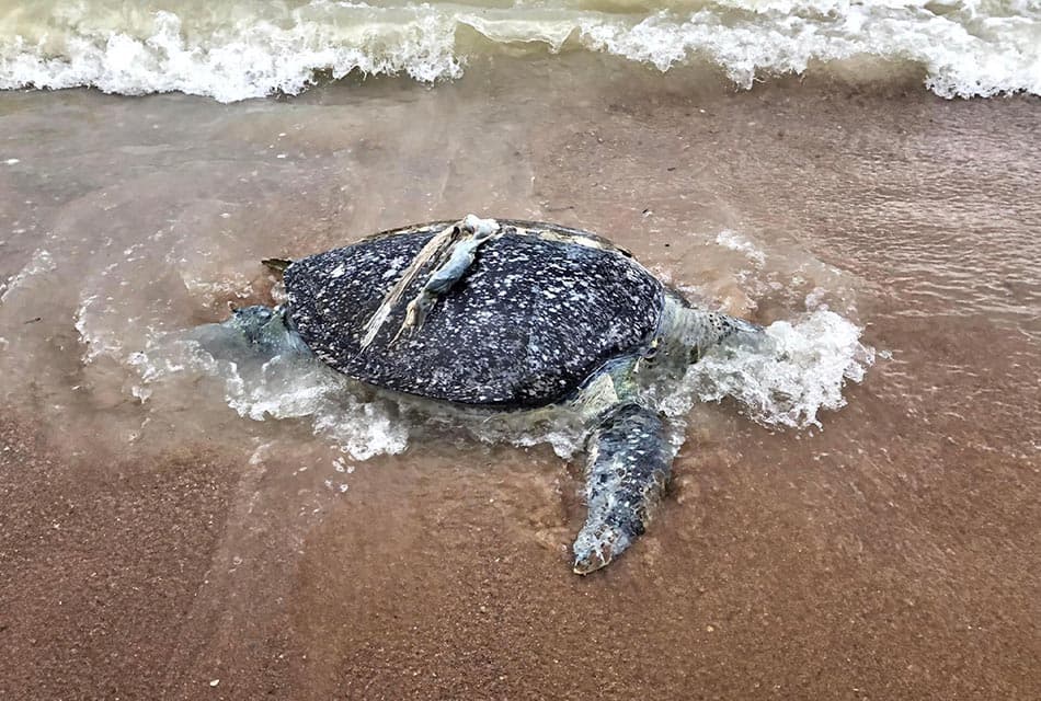 Environment_marine_debris_killed_sea_turtles_in_Thailand_SPACEBAR_Thumbnail_ff3406d8a3.jpeg