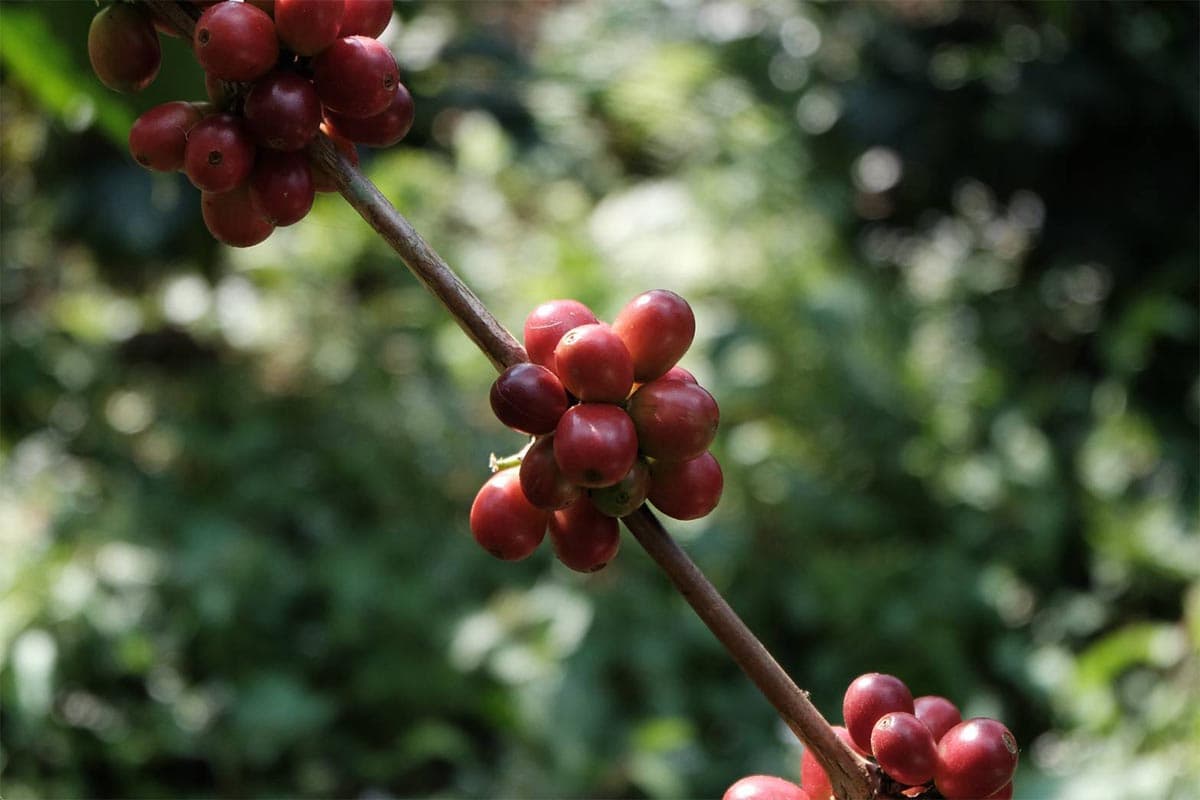 Nan-Coffee-Cluster-Group-moves-forward-to-penetrate-the-premium-coffee-bean-market-SPACEBAR-Photo01-1.jpg