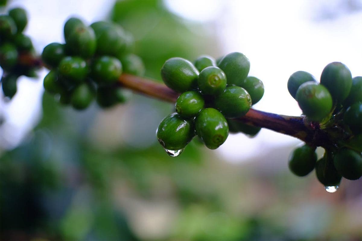 Nan-Coffee-Cluster-Group-moves-forward-to-penetrate-the-premium-coffee-bean-market-SPACEBAR-Photo02-1.jpg
