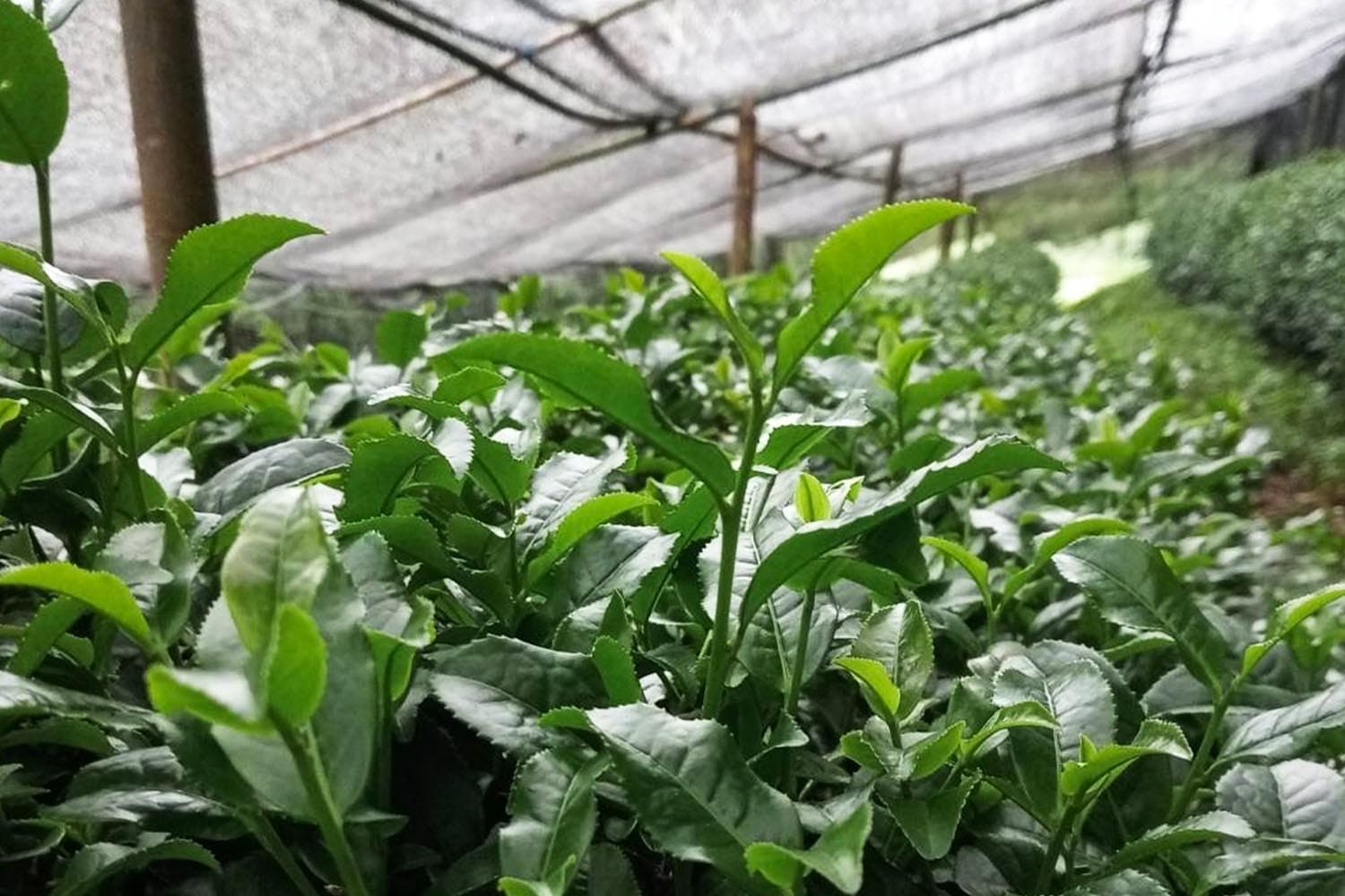 ชาพันธุ์ใหม่สะเทือนวงการ กวก.เชียงใหม่ 1