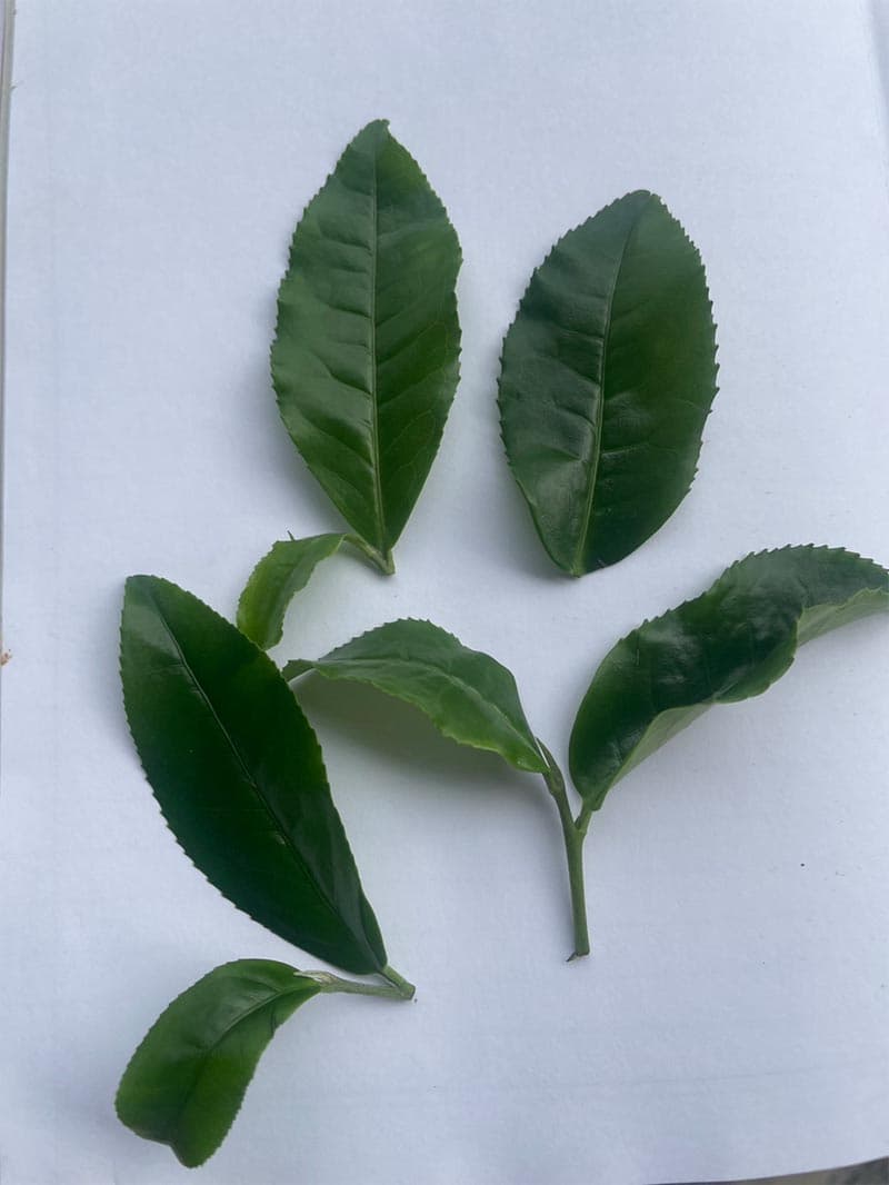 New-tea-varieties-shake-up-industry-ChiangMai1-SPACEBAR-Photo V01.jpg