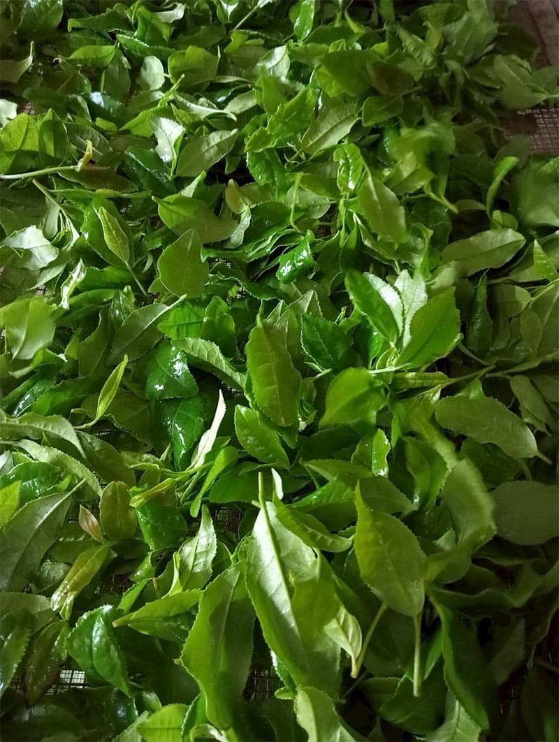 New-tea-varieties-shake-up-industry-ChiangMai1-SPACEBAR-Photo V02.jpg