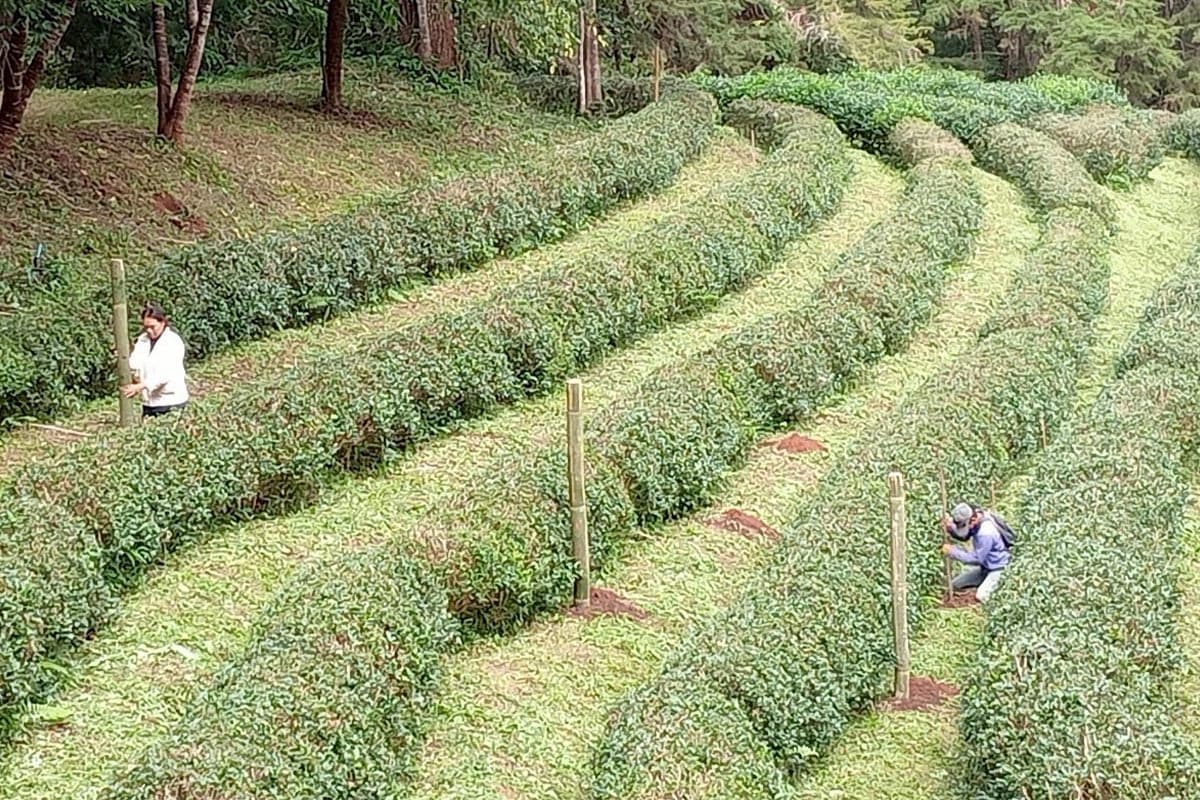 New-tea-varieties-shake-up-industry-ChiangMai1-SPACEBAR-Photo01.jpg