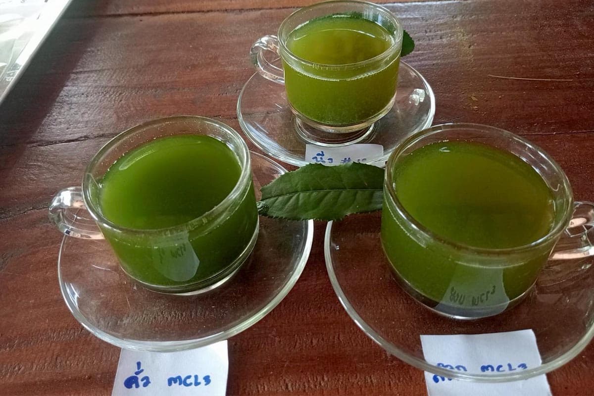 New-tea-varieties-shake-up-industry-ChiangMai1-SPACEBAR-Photo03.jpg