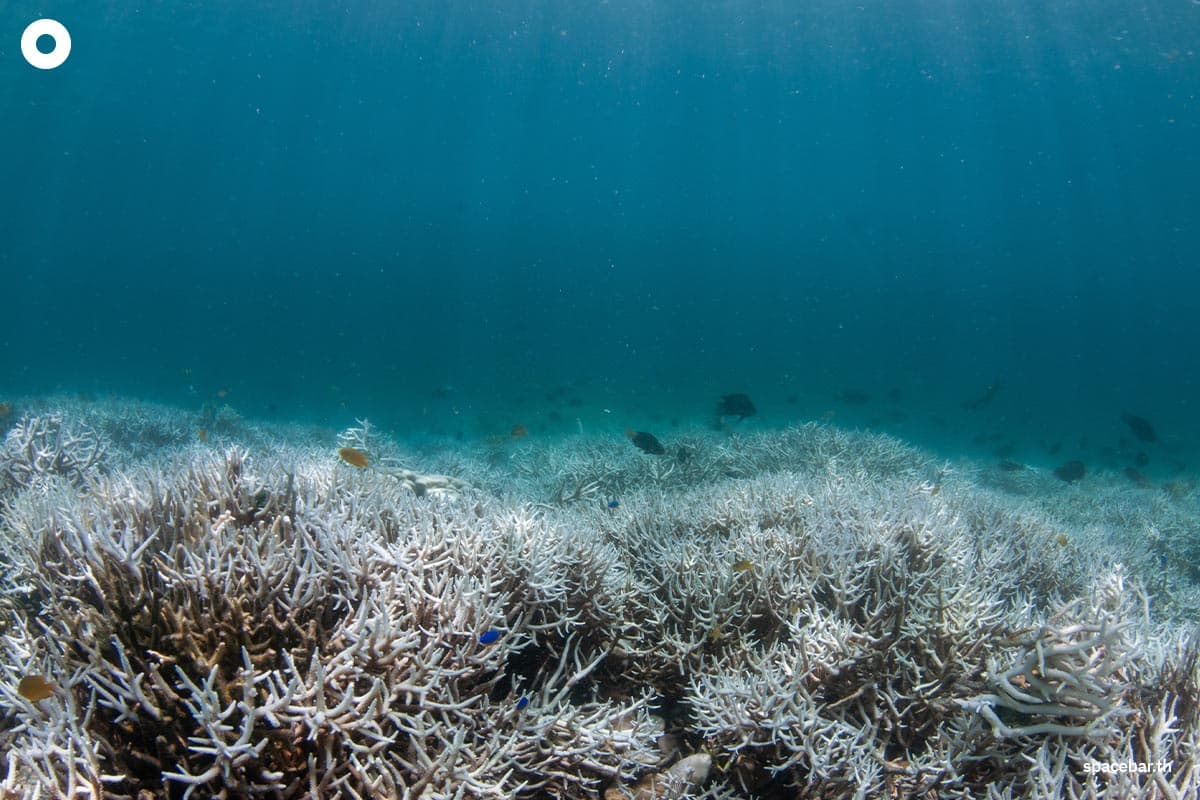 Record_ocean_heat_cause_herricanes_heatwaves_rising_seas_SPACEBAR_Photo02_cfe94fa77c.jpg
