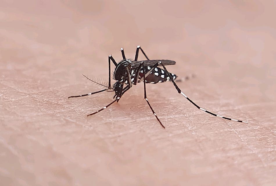 Super_resistant_mosquitoes_in_Asia_pose_growing_threat_SPACEBAR_Thumbnail_4d18475850.jpeg