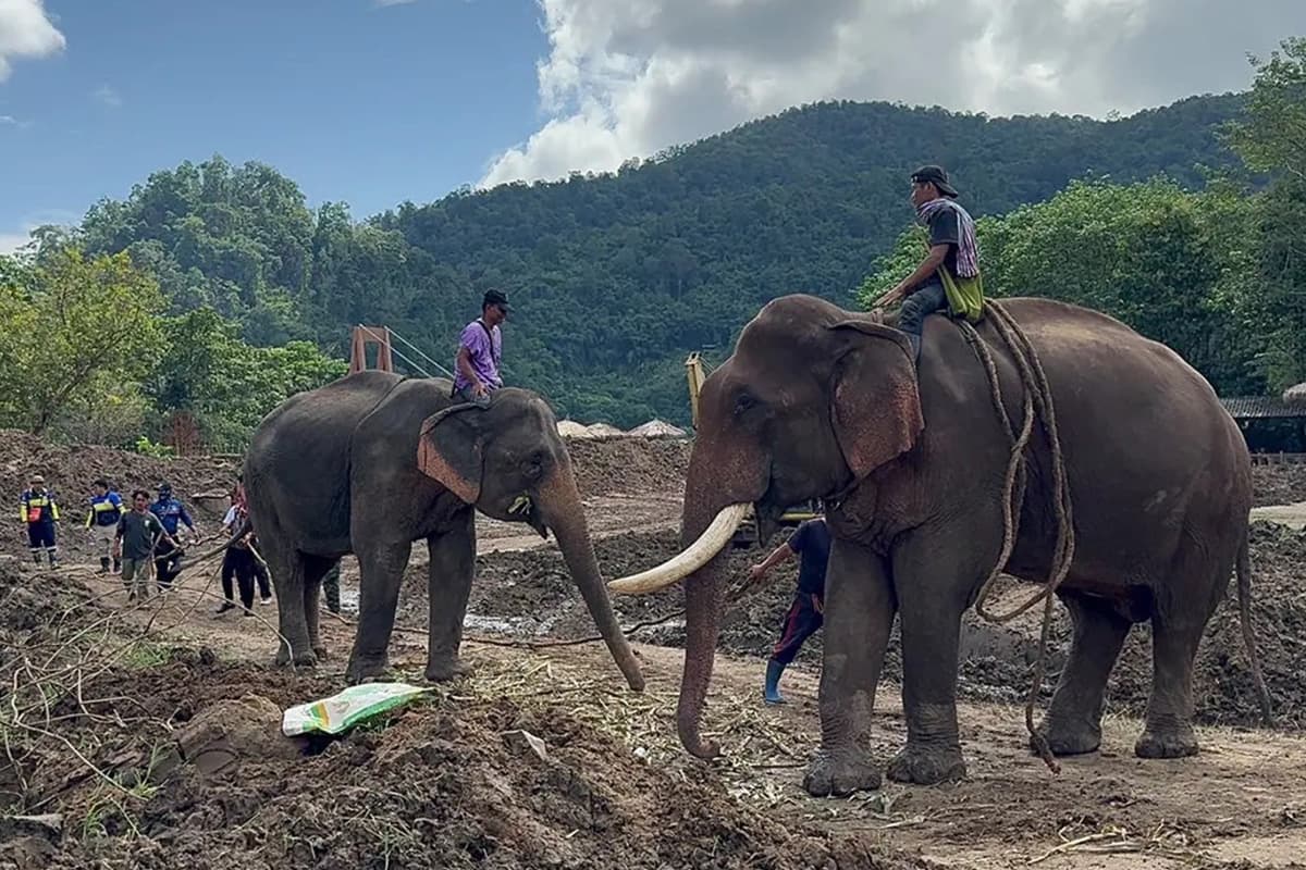 Thai-Elephant-Crisis-The-number-of-captive-elephants-continues-to-decline-SPACEBAR-Photo05.jpg