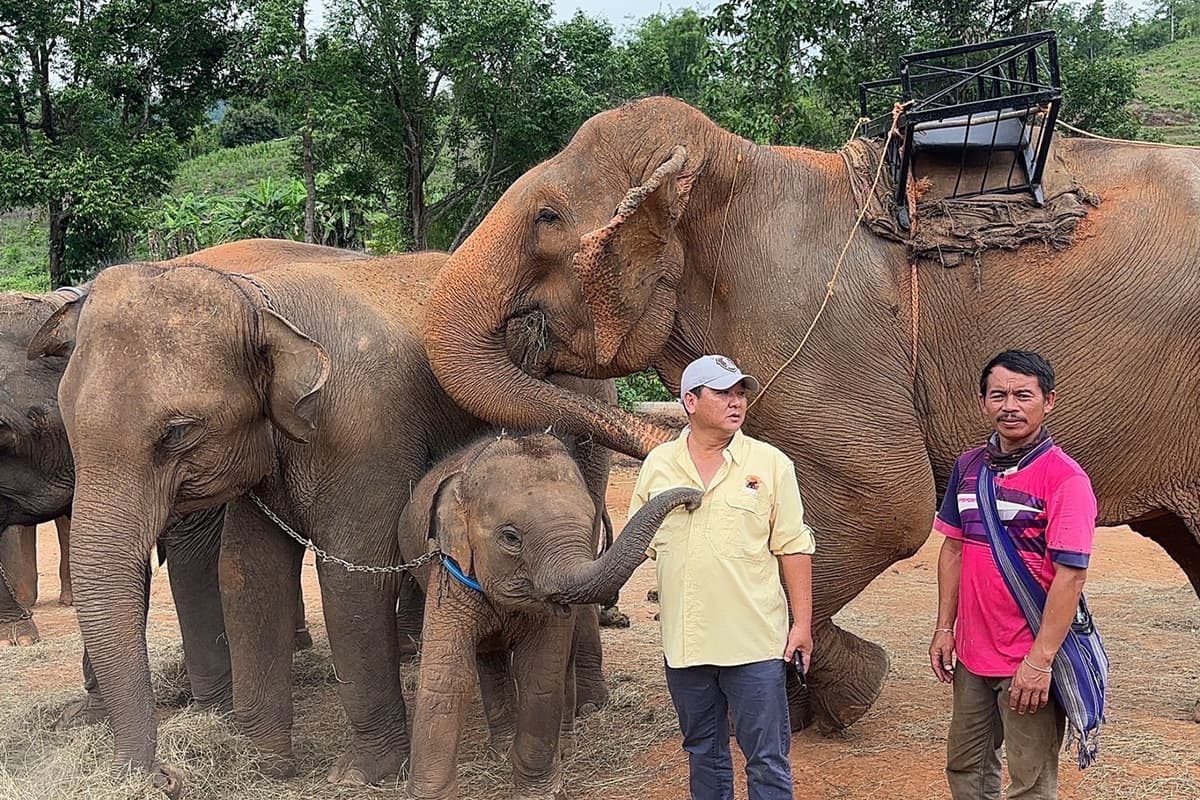 Thai-Elephant-Crisis-The-number-of-captive-elephants-continues-to-decline-SPACEBAR-Photo07.jpg