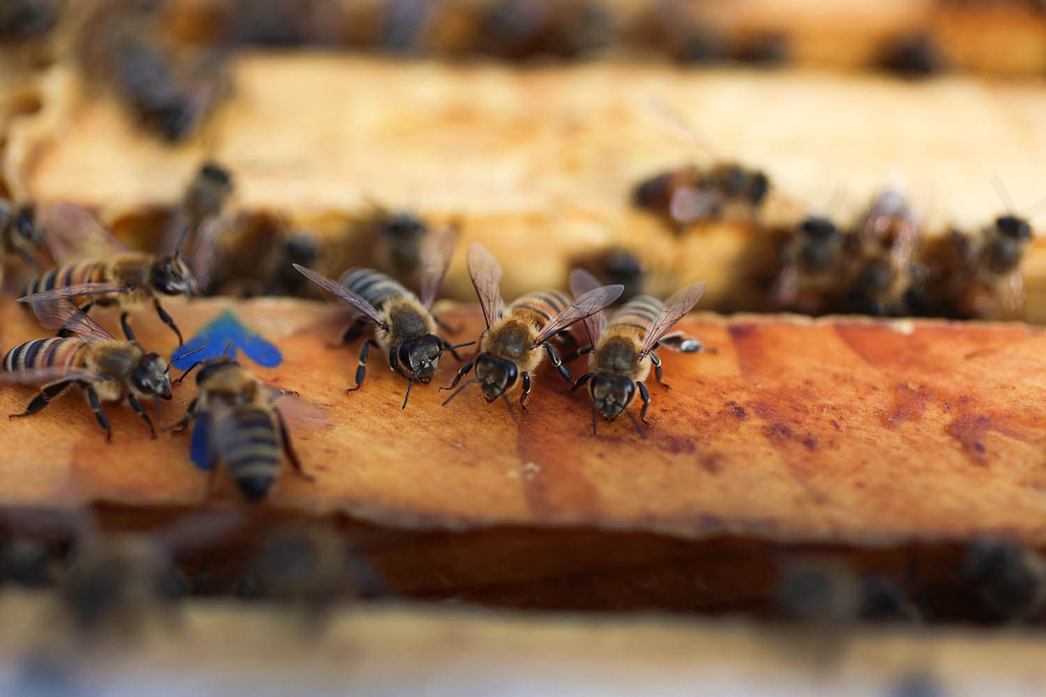 US_approves_worlds_first_vaccine_for_declining_honey_bees_SPACEBAR_Hero_d7ea8a6c8b.jpeg