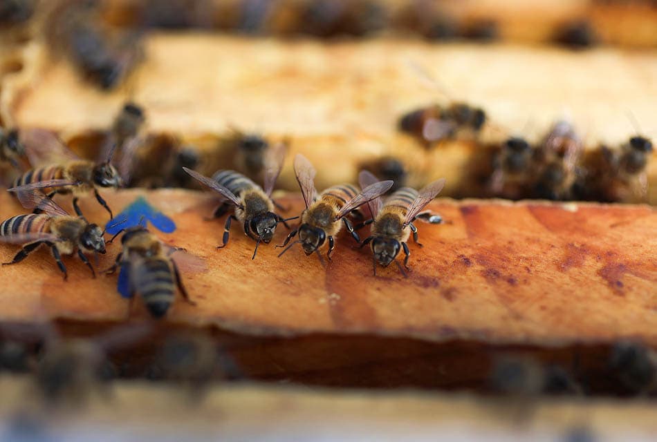 US_approves_worlds_first_vaccine_for_declining_honey_bees_SPACEBAR_Thumbnail_30327f6741.jpeg