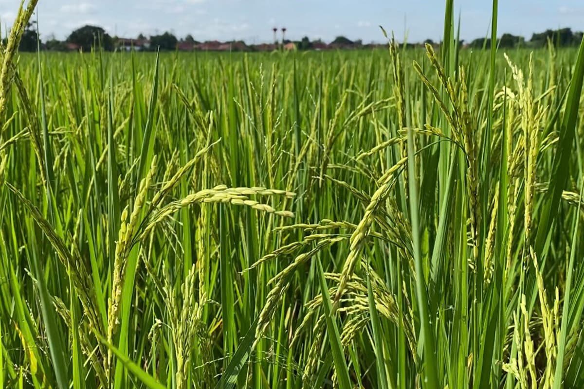 big-city-north-rice-field-chiang-mai-farmers-price-drop-SPACEBAR-Photo05.jpg