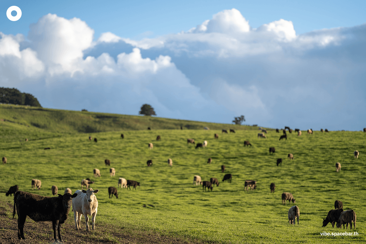 eat_vegetarian_food_to_save_the_world_SPACEBAR_Photo02_8b2706d645.png