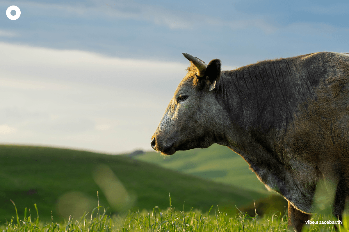 eat_vegetarian_food_to_save_the_world_SPACEBAR_Photo05_e42aa68e08.png