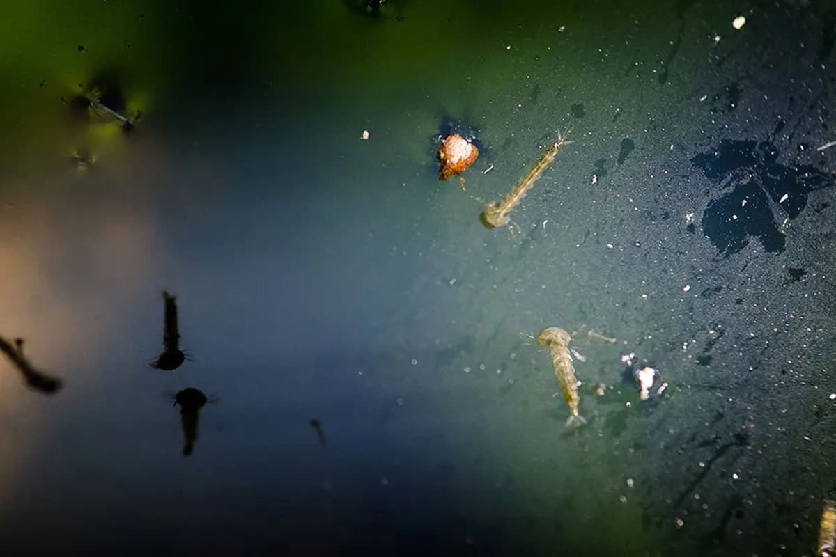 ecoeyes_philippines_came_up_with_an_idea_mosquitoes_for_money_to_save_the_world_SPACEBAR_Photo02_5ecf44257d.jpg